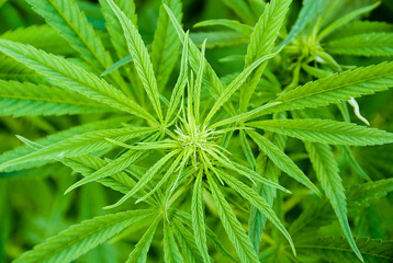 Close Up On Young Budding Marijuana Cannabis Leaf