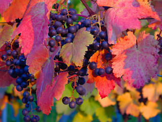 Rebstock, Wein, Weintrauben, Weinblätter, Abendlicht