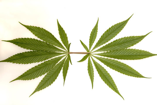 Two Cannabis Leaves Isolated on White