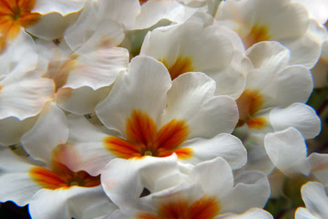 White primula flowers
