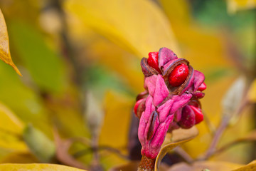 Fototapeta na wymiar Magnolia straganie