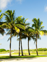 Obraz premium Palms trees on the beach during bright day