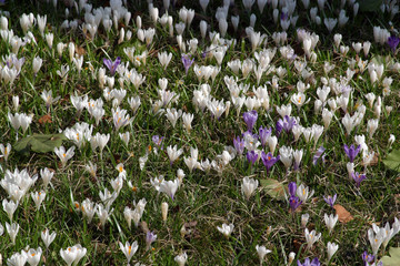 Fototapeta premium Crocus fields in early spring