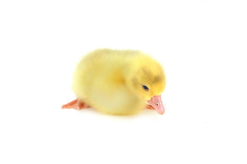yellow fluffy duckling