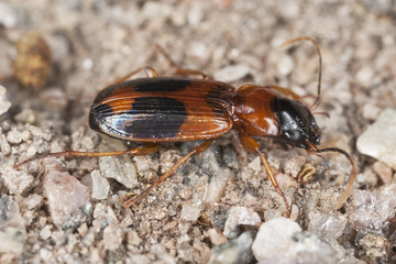 Ground beetle (Badister)