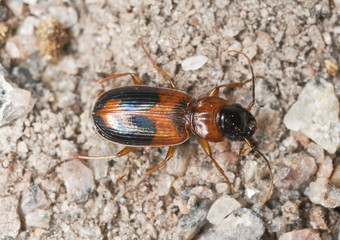 Ground beetle (Badister)