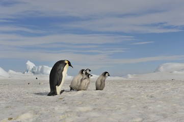 Emperor Penguin