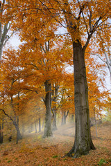 Fototapeta premium Märchenwald