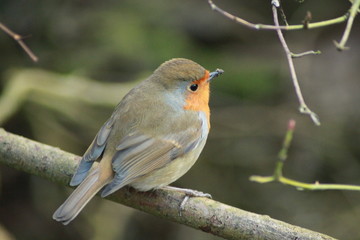 robin red breast