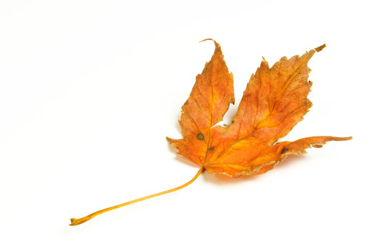 Fotos Lizenzfreie Bilder Grafiken Vektoren Und Videos Von Herbst Blatt Adobe Stock