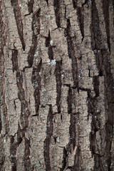 Tree bark