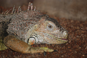 Iguana