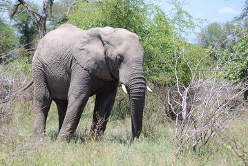 Fototapeta premium Elephant