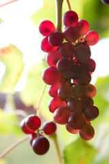 Grapes ripe