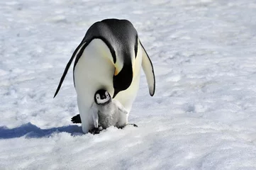 Abwaschbare Fototapete Antarktis Kaiserpinguin