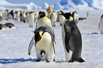 Abwaschbare Fototapete Antarktis Kaiserpinguin