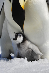 Emperor Penguin