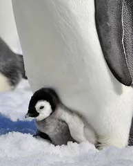 Foto op Canvas Emperor Penguin © Silver