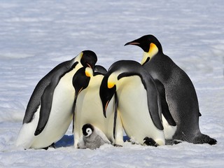 Fototapeta na wymiar Emperor Penguin