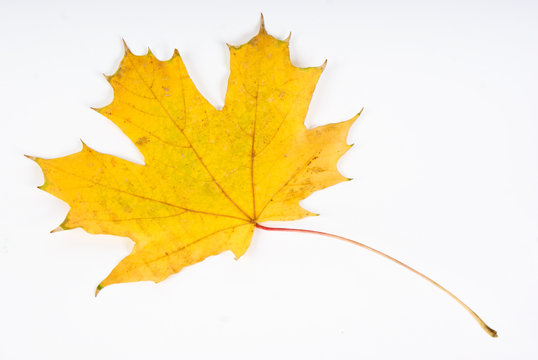 Yellow autumn leaves over a white background