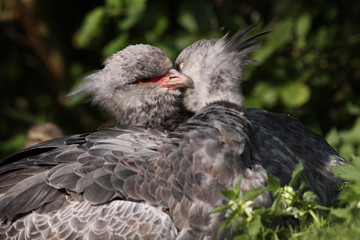 Tschaja (Halsband-Wehrvogel)