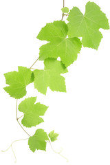 grape leaves isolated