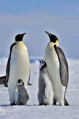 Obraz na płótnie Canvas Emperor Penguin