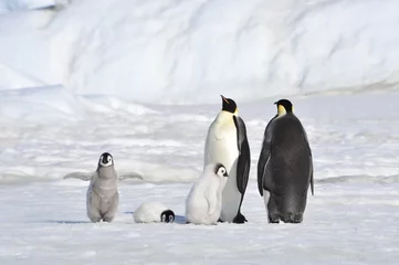 Foto op Canvas Emperor Penguin © Silver