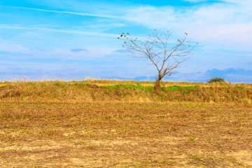 Lonely tree in a field