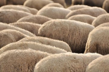 mouton