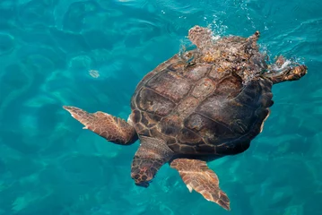 Runde Wanddeko Schildkröte Meeresschildkröte