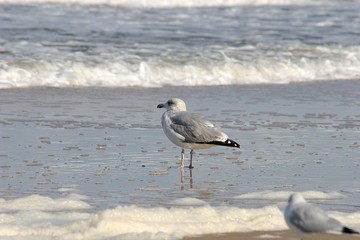 Möwe (Laridae) am Strand