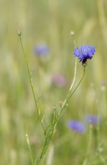 Chaber . Polska łączka .