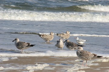 Möwen (Laridae) am Strand