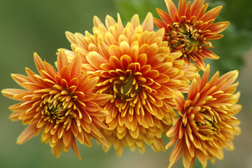 golden chrysanthemums