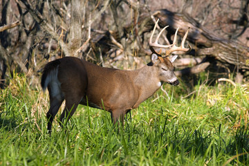 White-tailed Deer Buck
