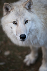 Arctic Wolf (Canis lupus arctos) aka Polar Wolf or White Wolf -