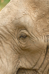 Obraz premium African Elephant