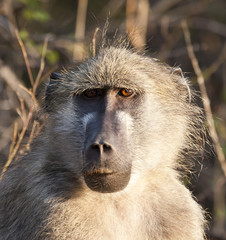 Closeup portrait of a baboon in the morning sun