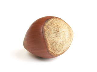 single hazelnut