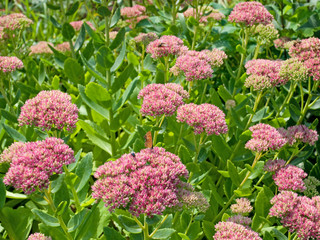 Hohe Fetthenne - Sedum Telephium