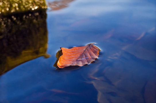 Leaf on lake