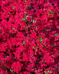 A carpet of beautiful bougainvillea flowers