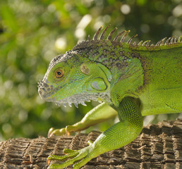 iguana
