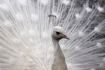 Fototapeta premium Weisser Pfau