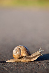 Schnecke auf der Straße