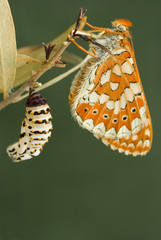 Butterfly and cocoon