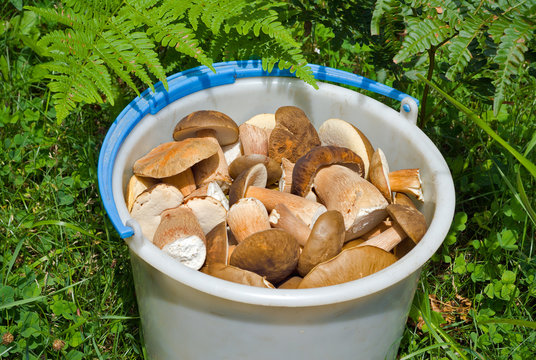 Bucket with mushrooms 11
