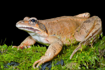 Frog on moss 4