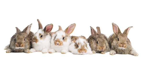 group of rabbits in a row
